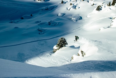 白天雪地上的绿树